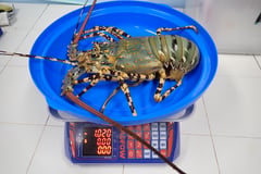 SEAFDEC eyes tiger lobster as next high-value aquaculture bet