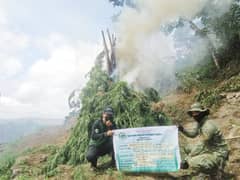 WEEDED out Hidden among the folds of Mount Agay in Sugpon, Ilocos Sur, three sprawling marijuana plantation sites were uprooted by authorities — proof that even remote peaks are not beyond the reach of the law.