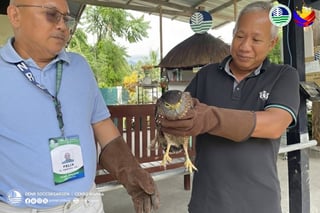 Maitum resident rescues serpent eagle