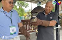 MAITUM, Saranggani resident saves serpent eagle after heavy rainfall.
