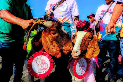 La Union pushes growth of goat industry