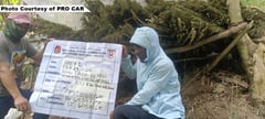 PNP destroys P22.8-M marijuana haul in Benguet operation