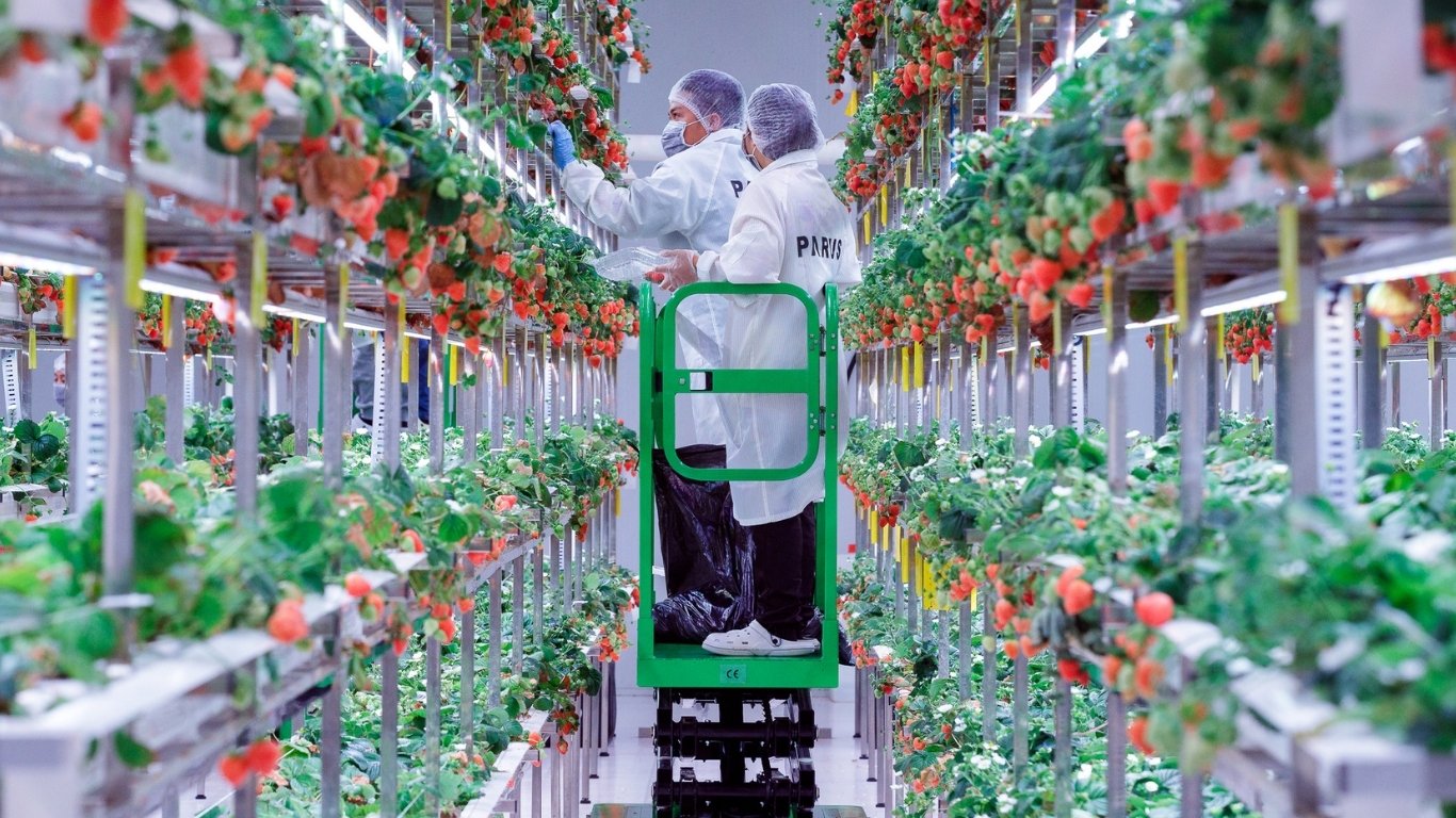 ‘Berry’ best: Inside the Philippines’ 
first indoor vertical strawberry farm