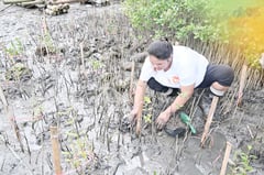 2,500 seedlings planted for mangrove enrichment in Batangas