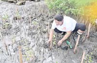 A VOLUNTEER plants mangrove seedlings in Barangay Banoyo, San Luis, Batangas on 20 February 2026.