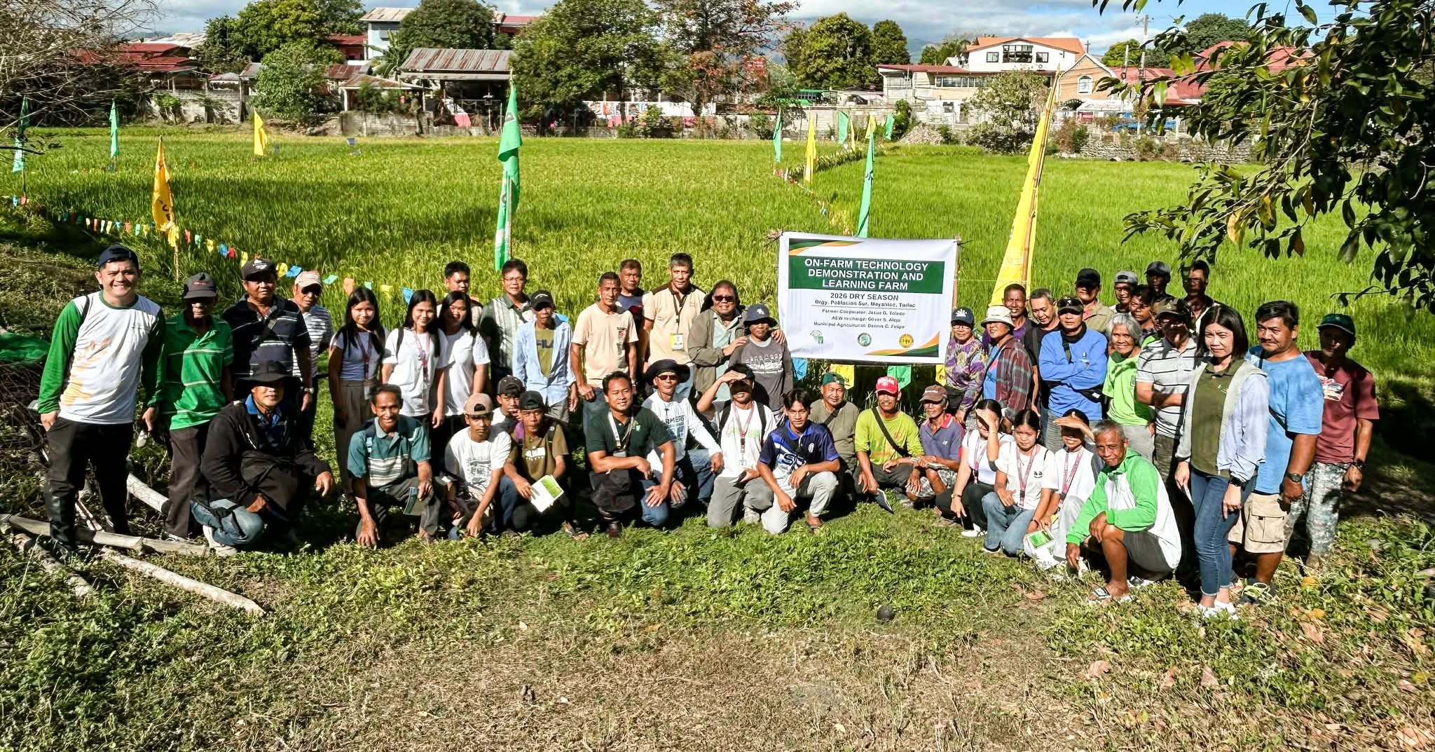 New rice varieties introduced in Tarlac