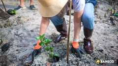 Soroptimist, ZANECO plant 2,000 mangroves