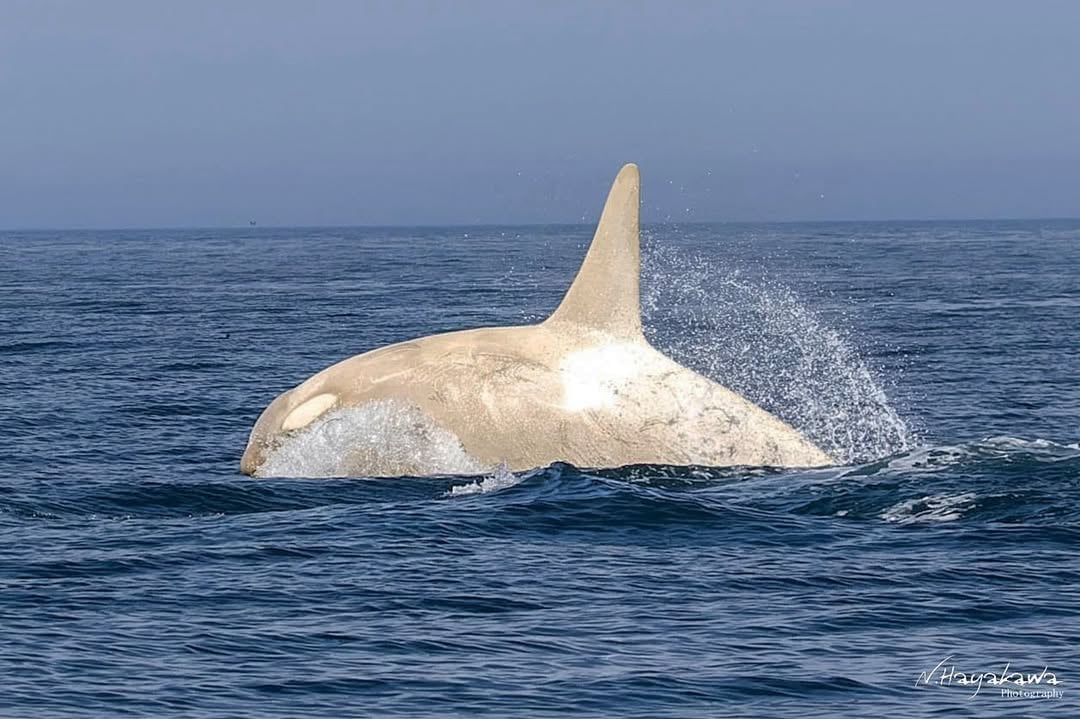 Wildlife photographer captures rare white orcas off Hokkaido