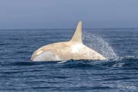 Wildlife photographer captures rare white orcas off Hokkaido