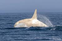 Wildlife photographer captures rare white orcas off Hokkaido