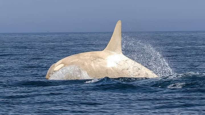 Wildlife photographer captures rare white orcas off Hokkaido