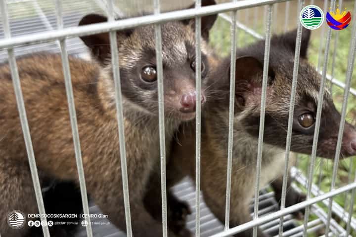 DENR 12 releases two Philippine Palm Civets back into the wild