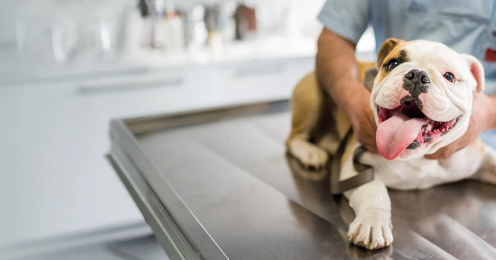 City veterinary clinic building to rise in CDO