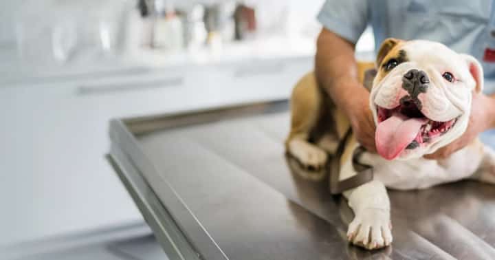 City veterinary clinic building to rise in CDO