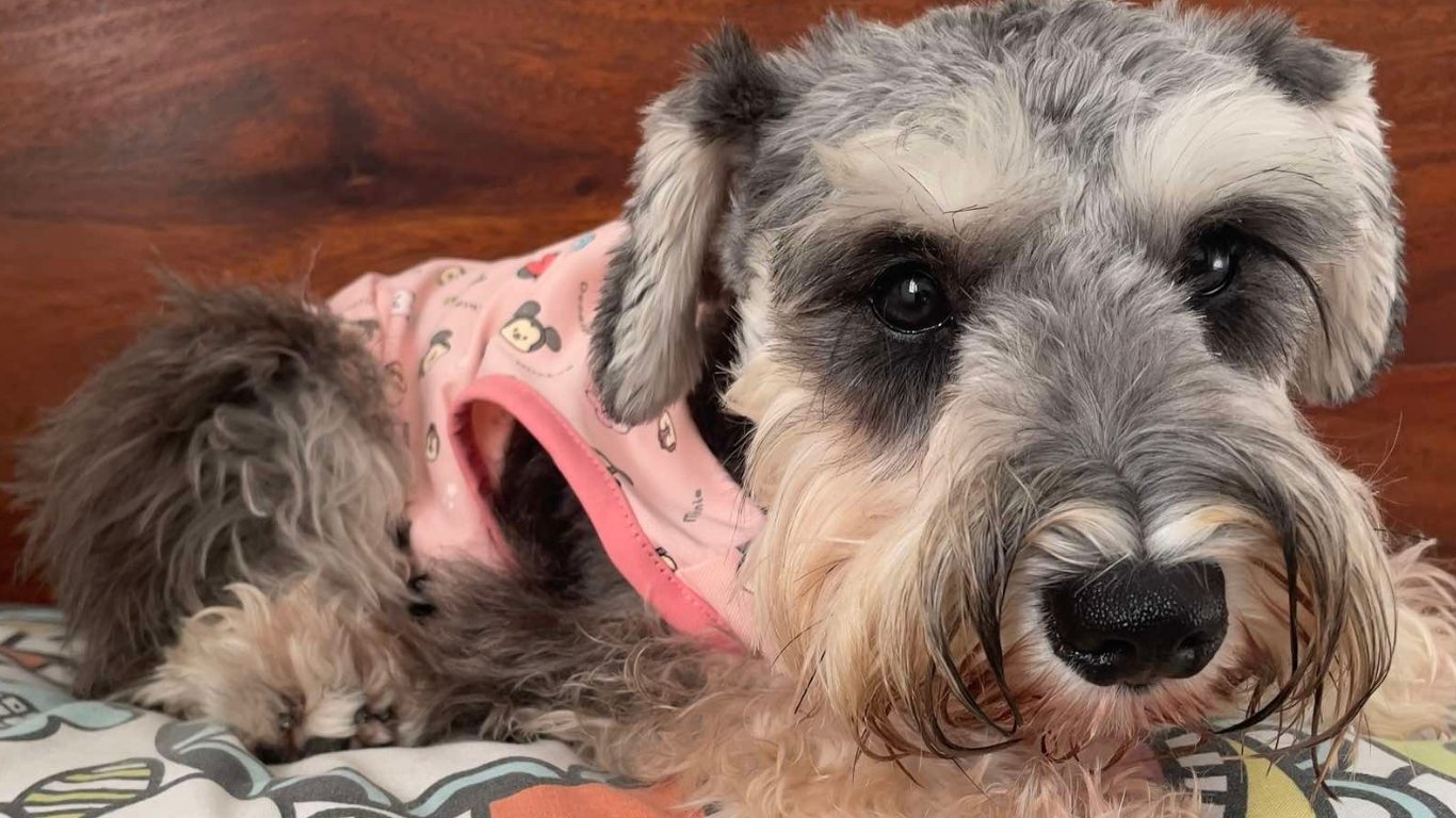 Lexie shares: The pups’ best looks and feels for summer