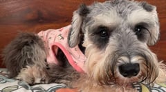 Lexie shares: The pups’ best looks and feels for summer