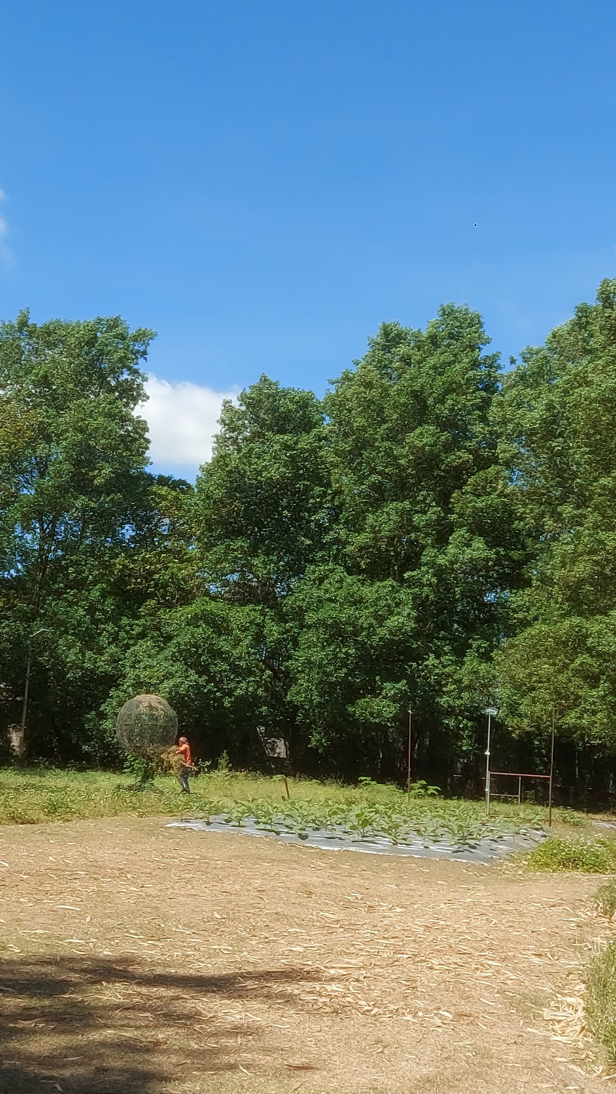 A FARMER working on some of the produce.