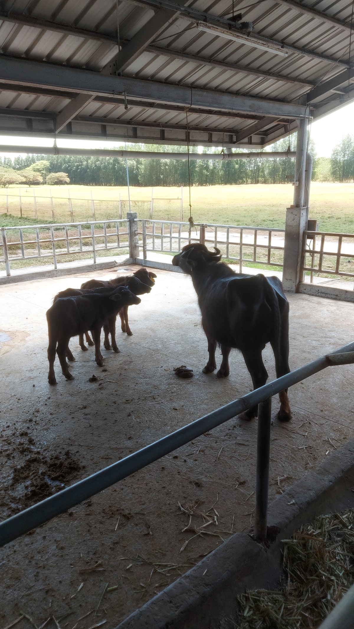 BABY cattle with their carabao parent.