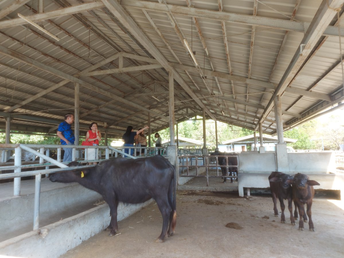 FORMER Senator Cynthia Villar (in red) giving DAILY TRIBUNE a tour of Villar Farm School.