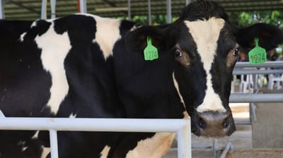 Bataan, NDA push dairy industry boost