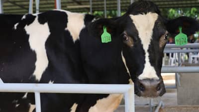 Bataan, NDA push dairy industry boost