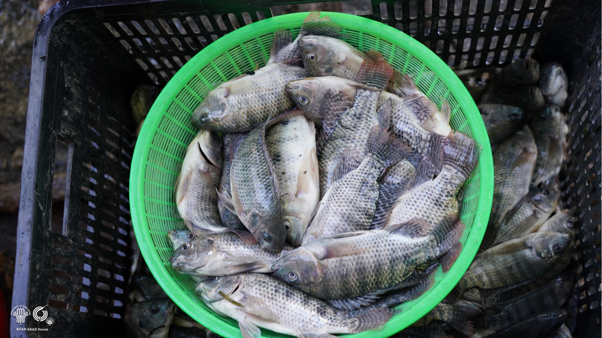 BFAR drives sustainable aquaculture
