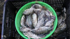 BFAR drives sustainable aquaculture