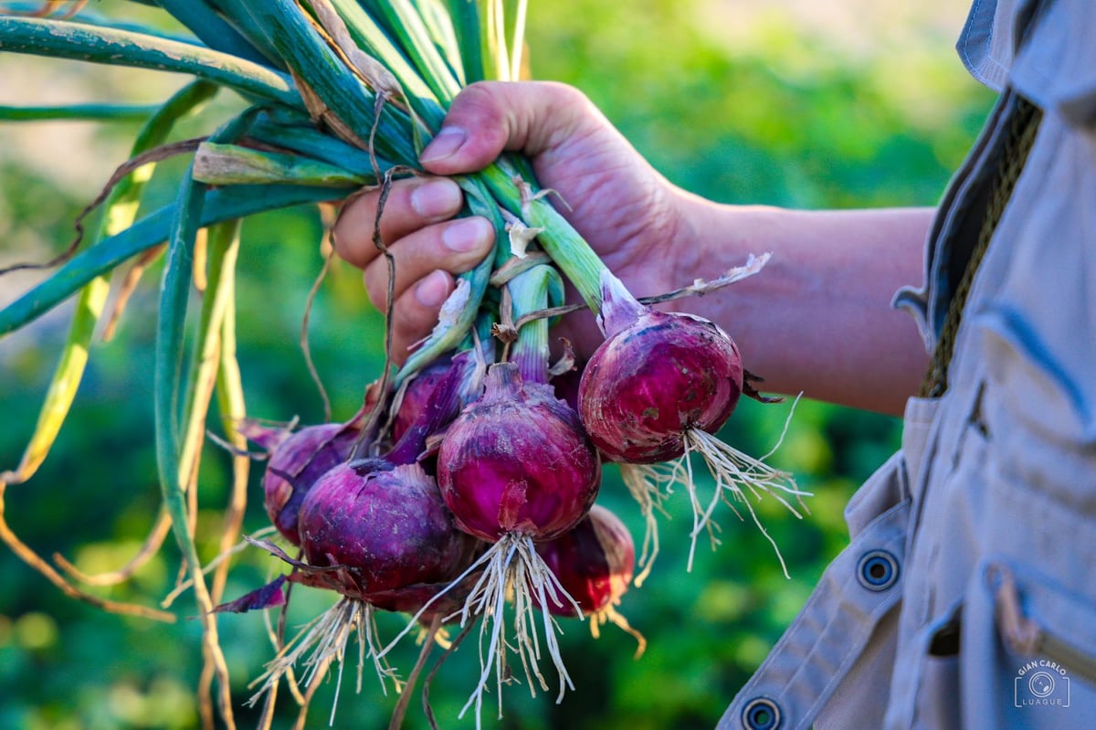 DA plans onion procurement in Mindoro