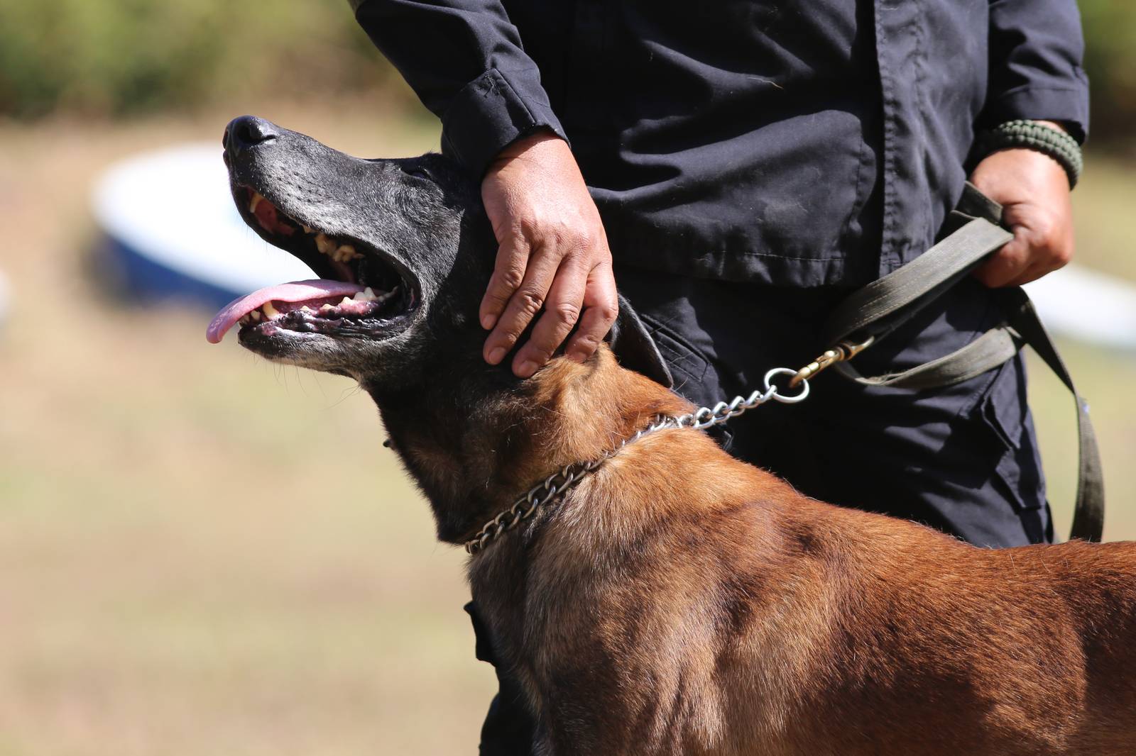 Police handlers and Explosive Detection Dogs (EDDs) of the Regional EOD Canine Unit-NCR conduct morning drills at Camp Bagong Diwa, Taguig City, on 10 March 2026. After years of service, twenty-six K9 heroes are officially set to retire from active duty and begin their well-earned "civilian dog lives."

These retired K9 heroes are also open for adoption and seeking loving homes to enjoy their retirement.