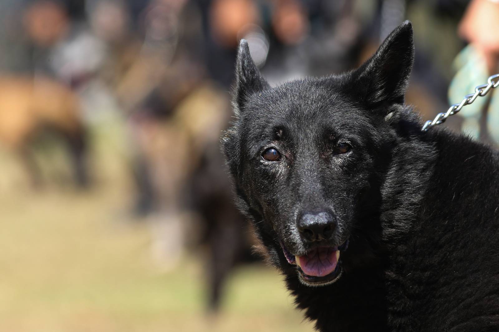 Police handlers and Explosive Detection Dogs (EDDs) of the Regional EOD Canine Unit-NCR conduct morning drills at Camp Bagong Diwa, Taguig City, on 10 March 2026. After years of service, twenty-six K9 heroes are officially set to retire from active duty and begin their well-earned "civilian dog lives."

These retired K9 heroes are also open for adoption and seeking loving homes to enjoy their retirement.