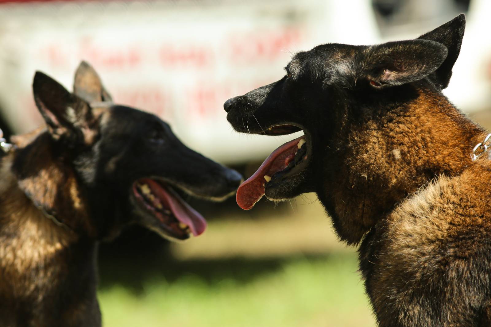 Police handlers and Explosive Detection Dogs (EDDs) of the Regional EOD Canine Unit-NCR conduct morning drills at Camp Bagong Diwa, Taguig City, on 10 March 2026. After years of service, twenty-six K9 heroes are officially set to retire from active duty and begin their well-earned "civilian dog lives."

These retired K9 heroes are also open for adoption and seeking loving homes to enjoy their retirement.