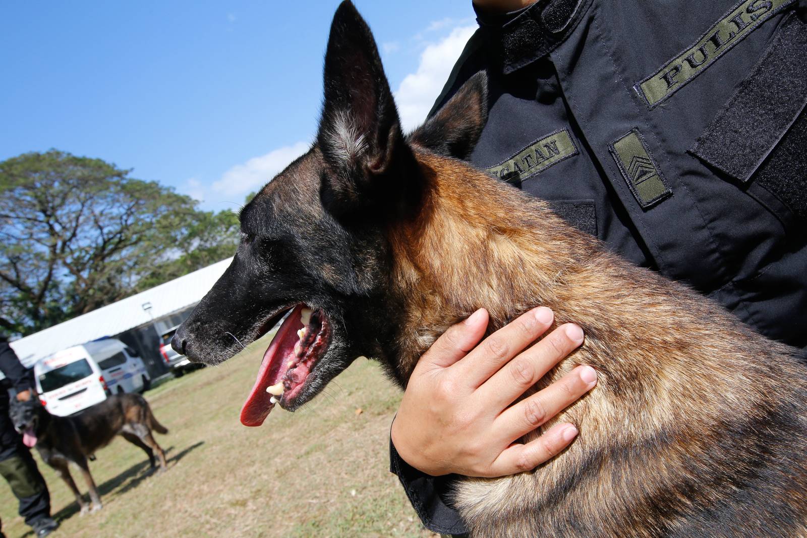 Police handlers and Explosive Detection Dogs (EDDs) of the Regional EOD Canine Unit-NCR conduct morning drills at Camp Bagong Diwa, Taguig City, on 10 March 2026. After years of service, twenty-six K9 heroes are officially set to retire from active duty and begin their well-earned "civilian dog lives."

These retired K9 heroes are also open for adoption and seeking loving homes to enjoy their retirement.