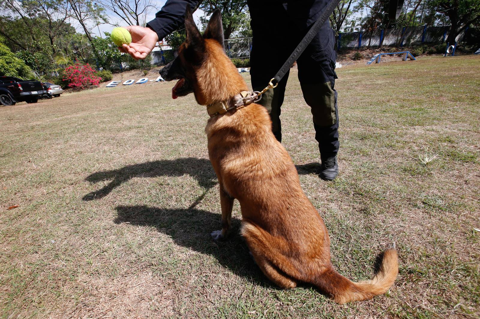 Police handlers and Explosive Detection Dogs (EDDs) of the Regional EOD Canine Unit-NCR conduct morning drills at Camp Bagong Diwa, Taguig City, on 10 March 2026. After years of service, twenty-six K9 heroes are officially set to retire from active duty and begin their well-earned "civilian dog lives."

These retired K9 heroes are also open for adoption and seeking loving homes to enjoy their retirement.
