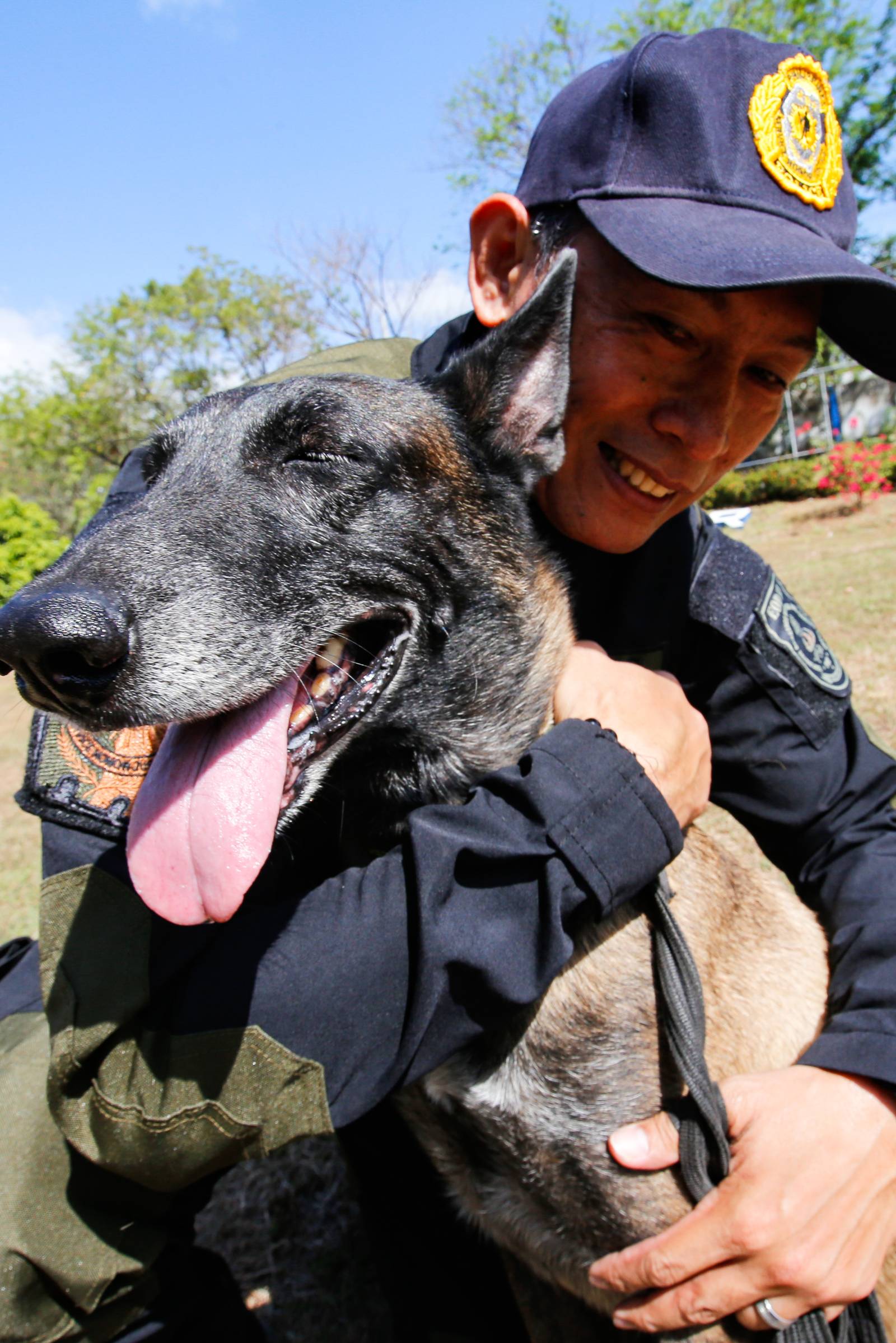 Police handlers and Explosive Detection Dogs (EDDs) of the Regional EOD Canine Unit-NCR conduct morning drills at Camp Bagong Diwa, Taguig City, on 10 March 2026. After years of service, twenty-six K9 heroes are officially set to retire from active duty and begin their well-earned "civilian dog lives."

These retired K9 heroes are also open for adoption and seeking loving homes to enjoy their retirement.