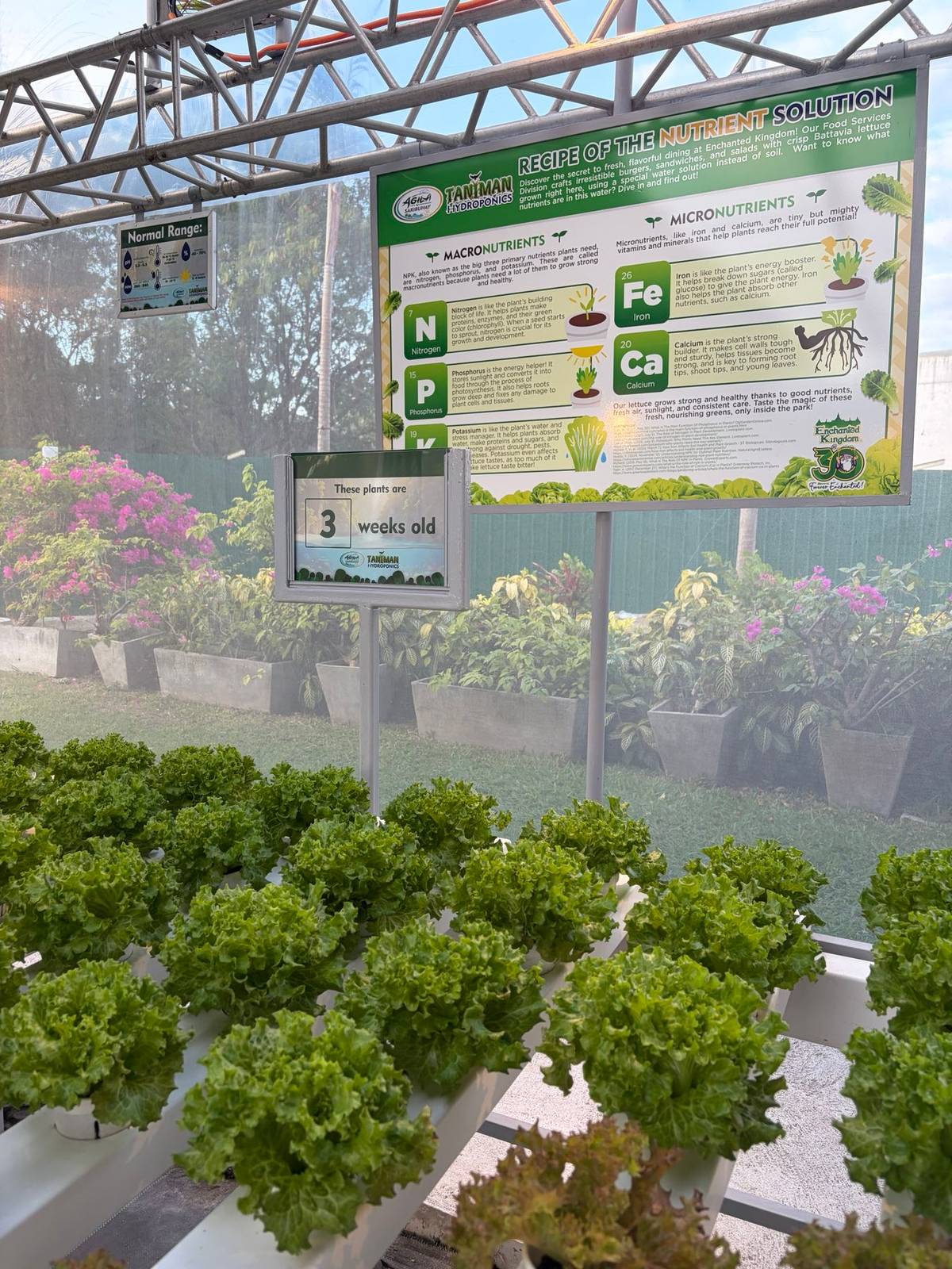 TANIMAN Hydrophonics at Saribuhay Village.