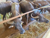 DA turns to digital data for livestock