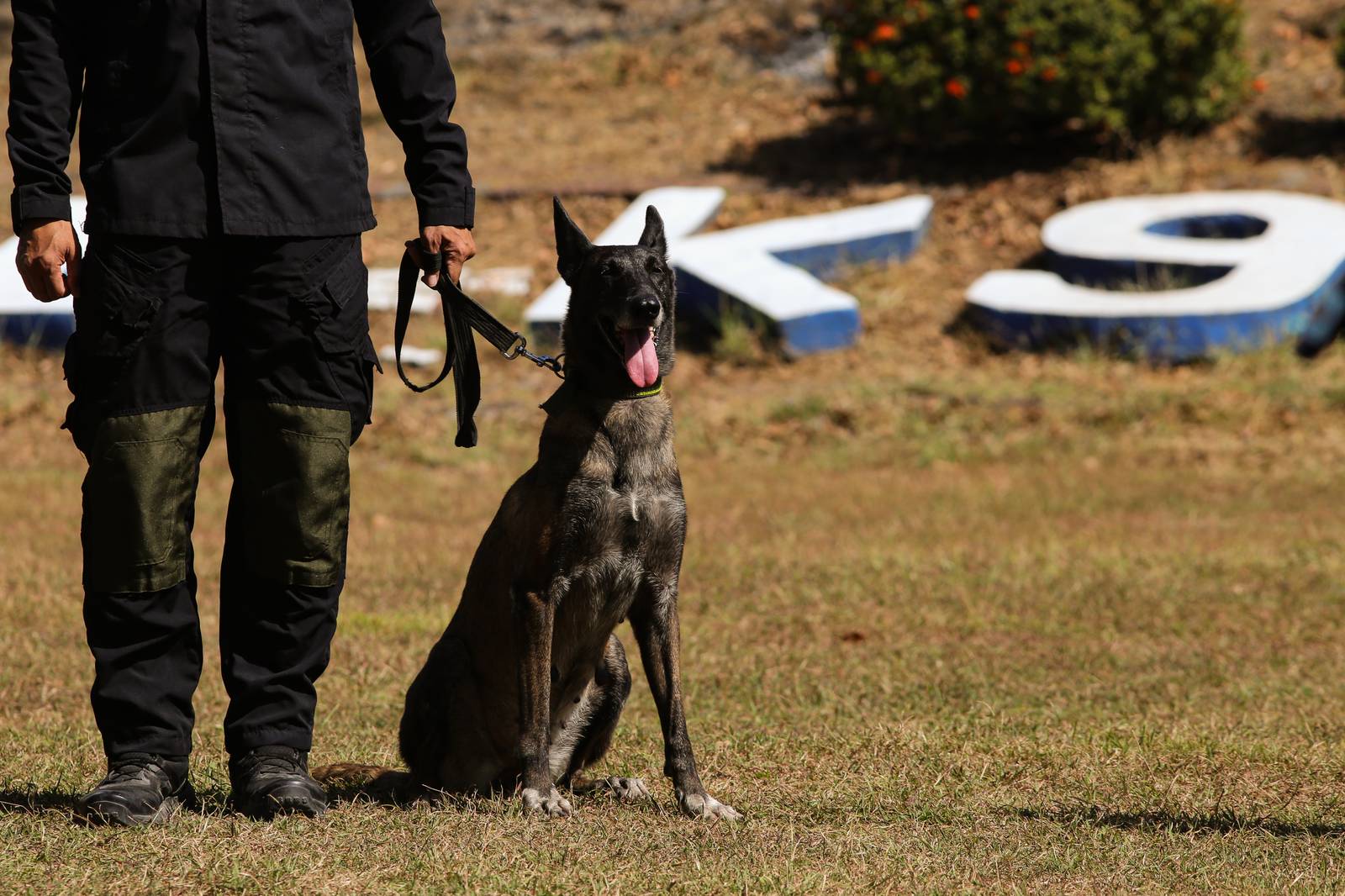 Police handlers and Explosive Detection Dogs (EDDs) of the Regional EOD Canine Unit-NCR conduct morning drills at Camp Bagong Diwa, Taguig City, on 10 March 2026. After years of service, twenty-six K9 heroes are officially set to retire from active duty and begin their well-earned "civilian dog lives."

These retired K9 heroes are also open for adoption and seeking loving homes to enjoy their retirement.
