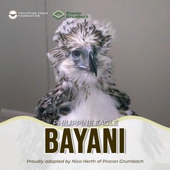 Hello world! Philippine Eagle chick 32 named Bayani unveiled