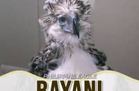 Hello world! Philippine Eagle chick 32 named Bayani unveiled