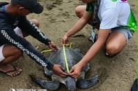 Endangered Olive Ridley Sea Turtle rescued, released in Casiguran Bay