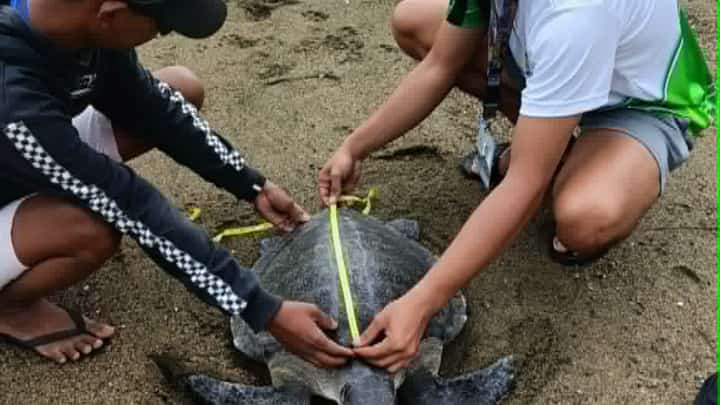 Endangered Olive Ridley Sea Turtle rescued, released in Casiguran Bay