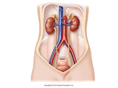 Beyond endurance: Why urinary, hormonal health deserve everyday attention