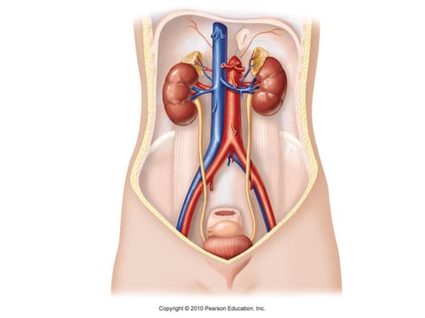 Beyond endurance: Why urinary, hormonal health deserve everyday attention