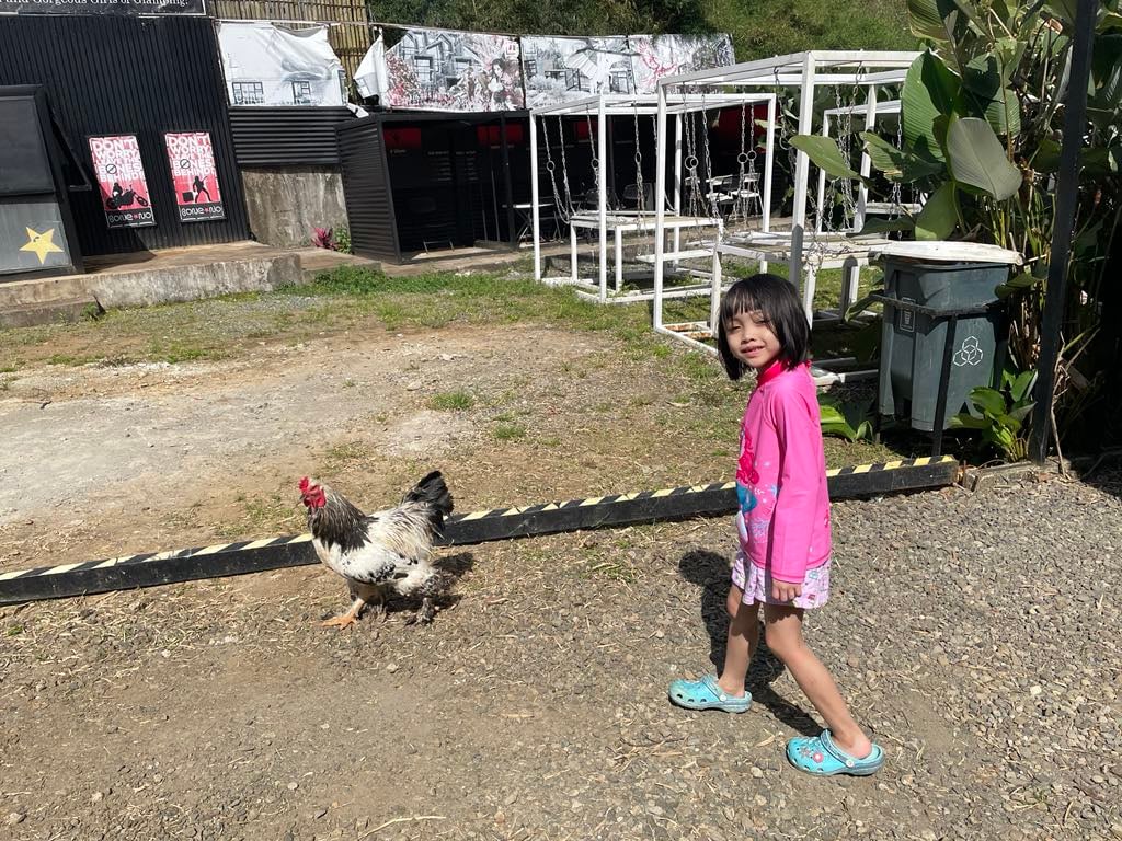 WALKING like the US-bred rooster — not for eating, just for petting!