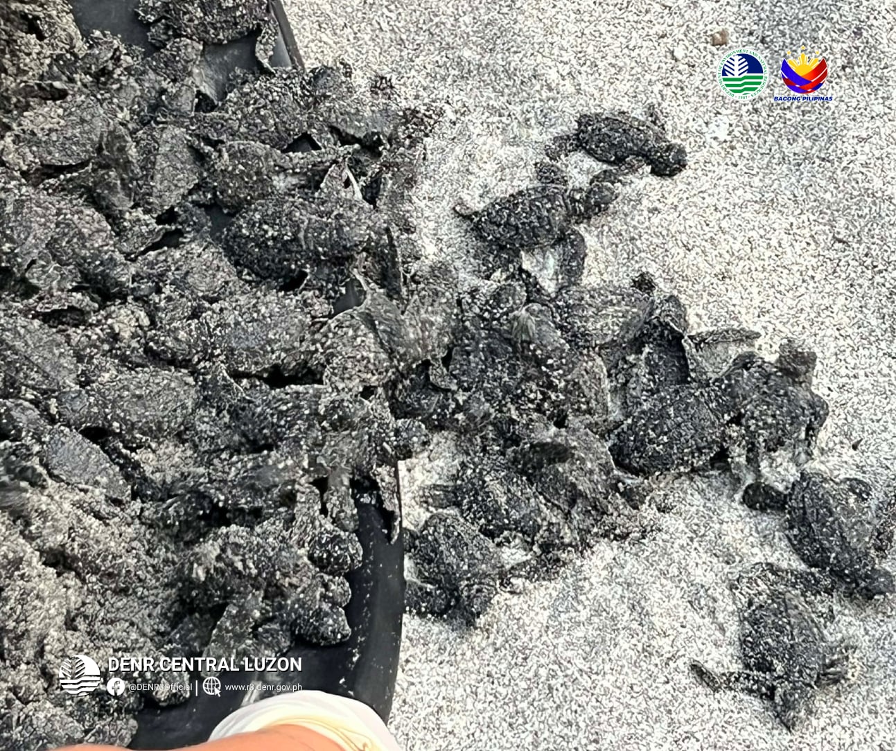  70 Olive Ridley sea turtle hatchlings released in Zambales 
