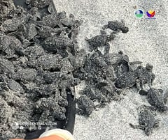 70 Olive Ridley sea turtle hatchlings released in Zambales