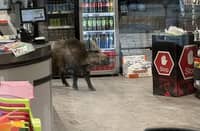 Police chase boar inside mall