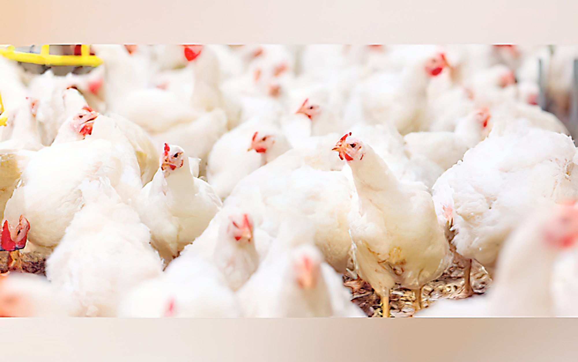 U.S. Bird Flu outbreak triggers Phl ban
