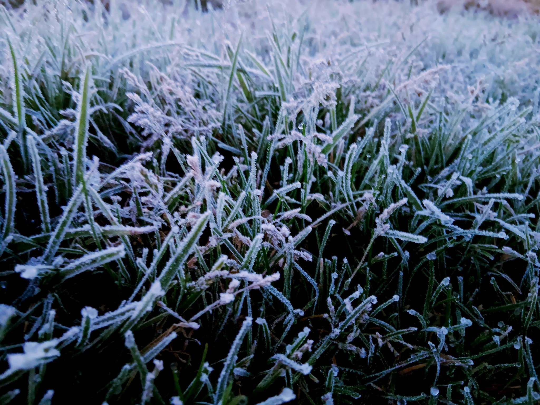Cold spell has Baguio freezing