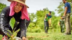 Advocates push ‘Tree Growing’ law